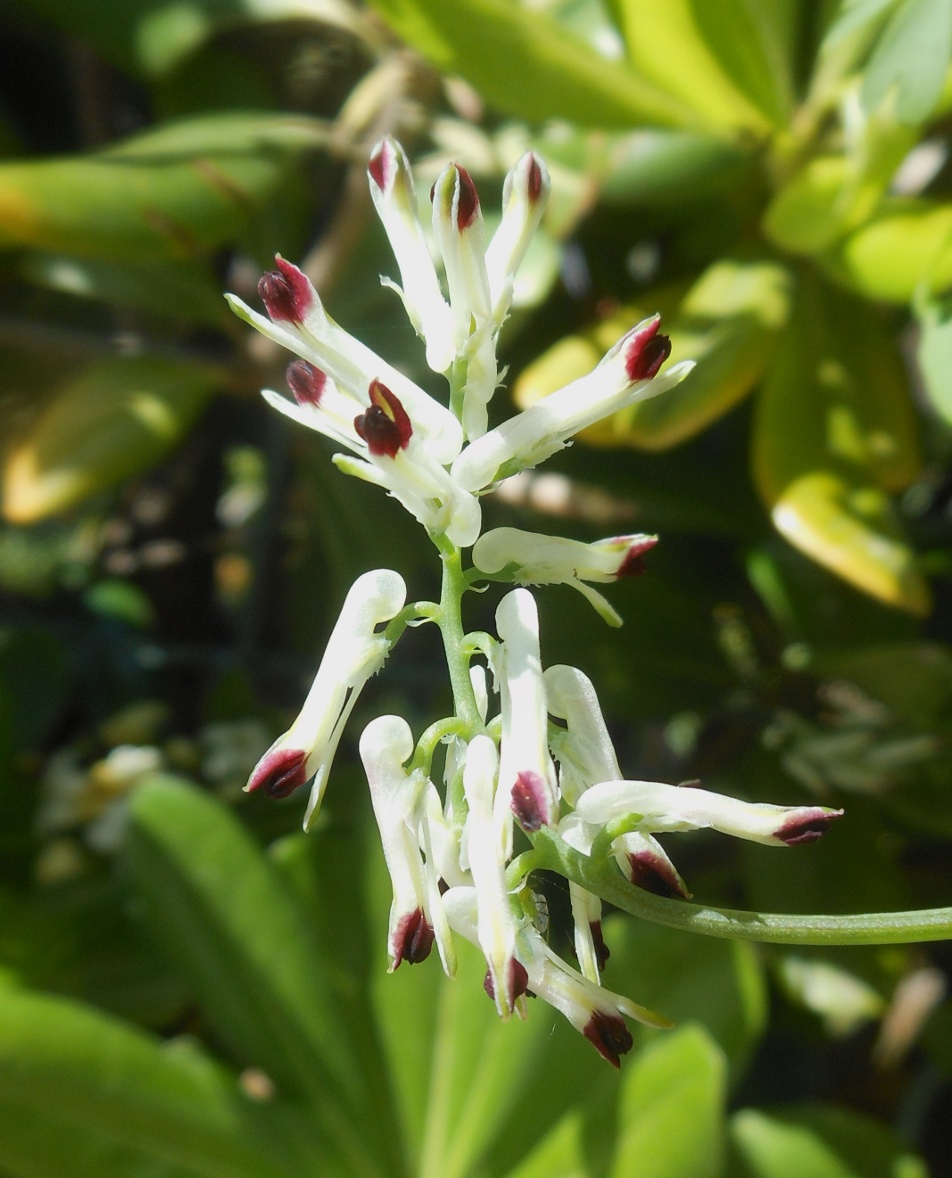 Fumaria flabellata / Fumaria a ventaglio